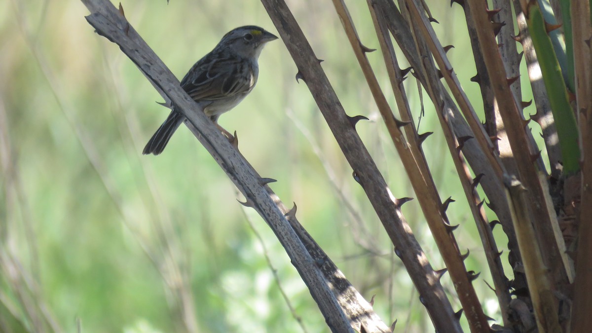 Grassland Sparrow - Anonymous