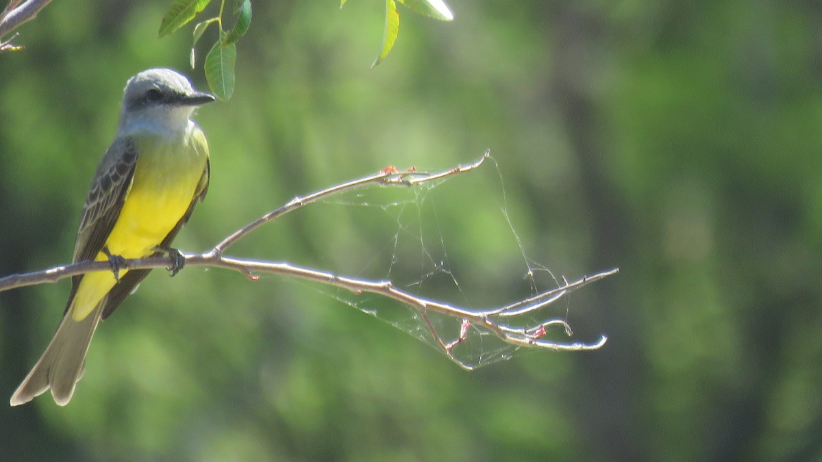 Tropical Kingbird - ML609964684