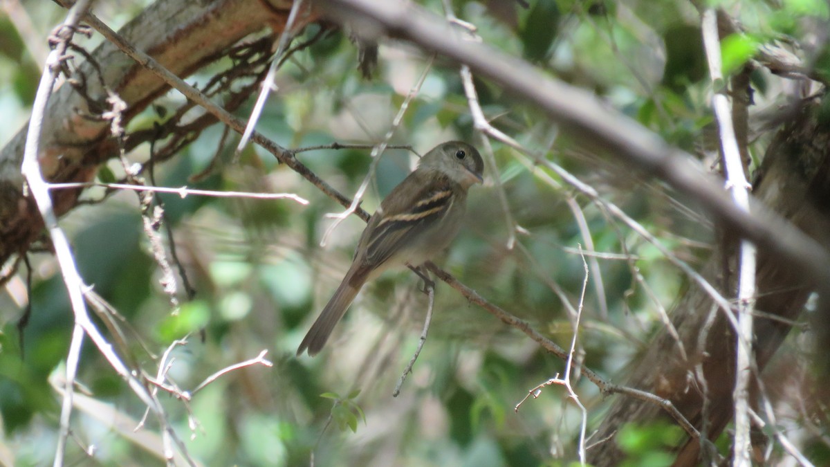 Yellow-olive Flatbill - Anonymous