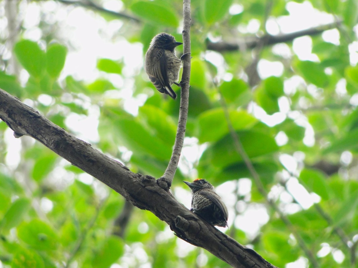 White-wedged Piculet - ML609964719