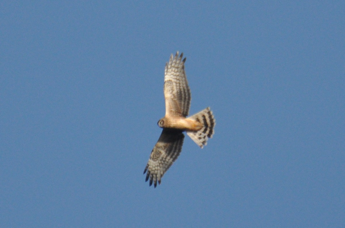 Hen Harrier - ML609964720