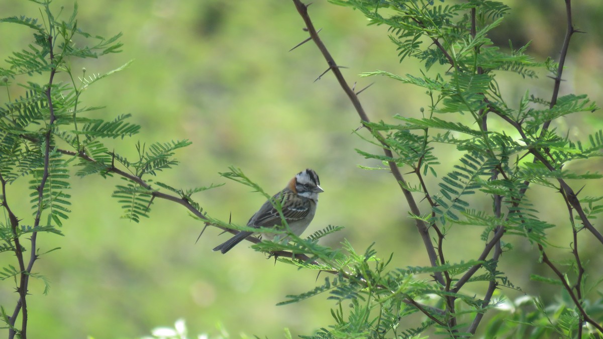 Rufous-collared Sparrow - ML609964722