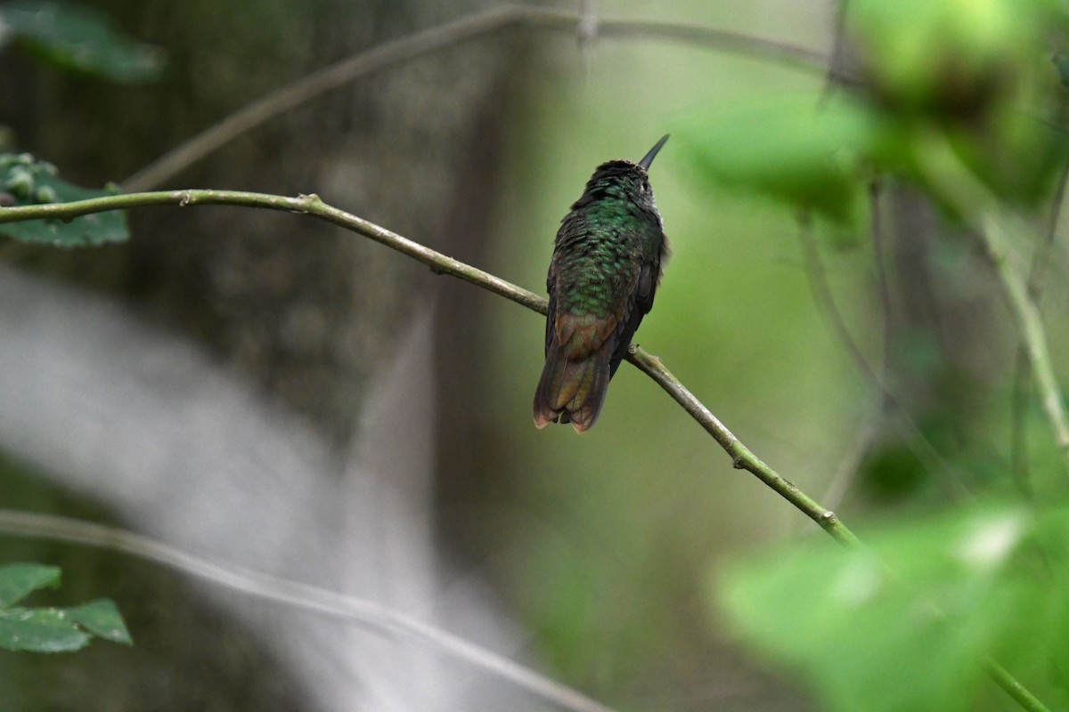 Buff-bellied Hummingbird - ML609964750