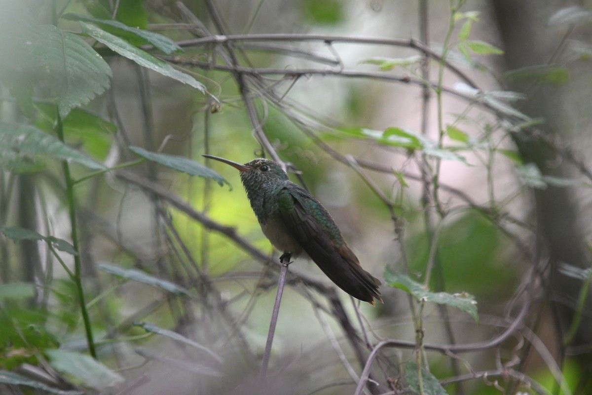 Buff-bellied Hummingbird - ML609964754