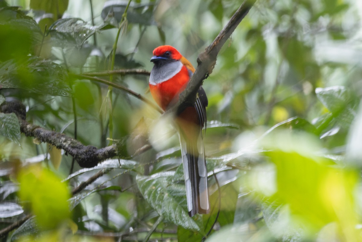 Whitehead's Trogon - ML609964759