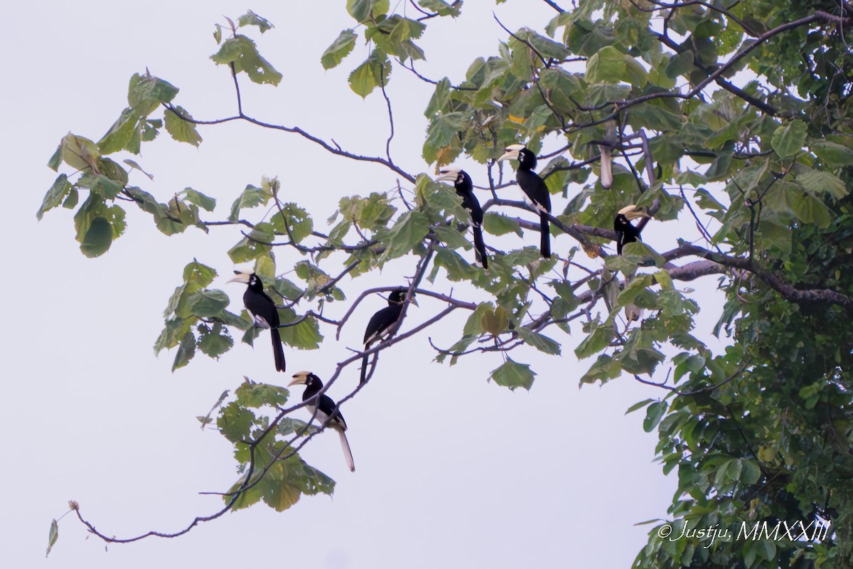 Oriental Pied-Hornbill - ML609964781