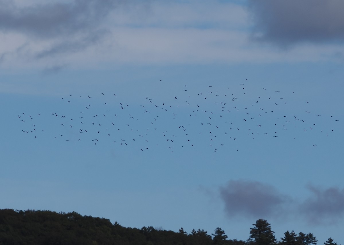 European Starling - Nora E Hanke