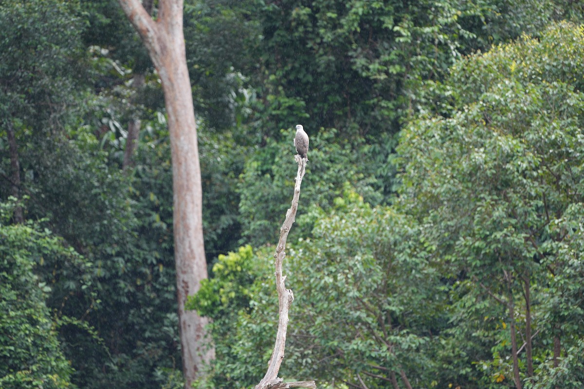 Lesser Fish-Eagle - ML609964815