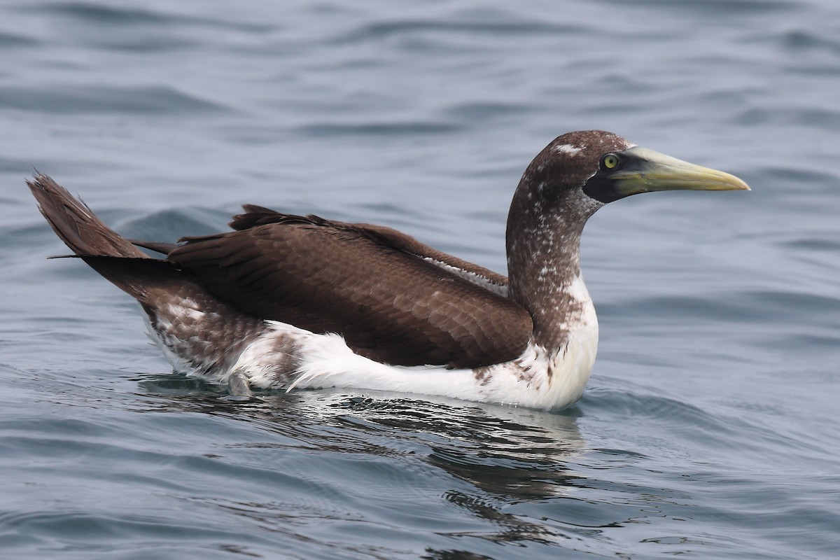 Masked Booby - ML609964842