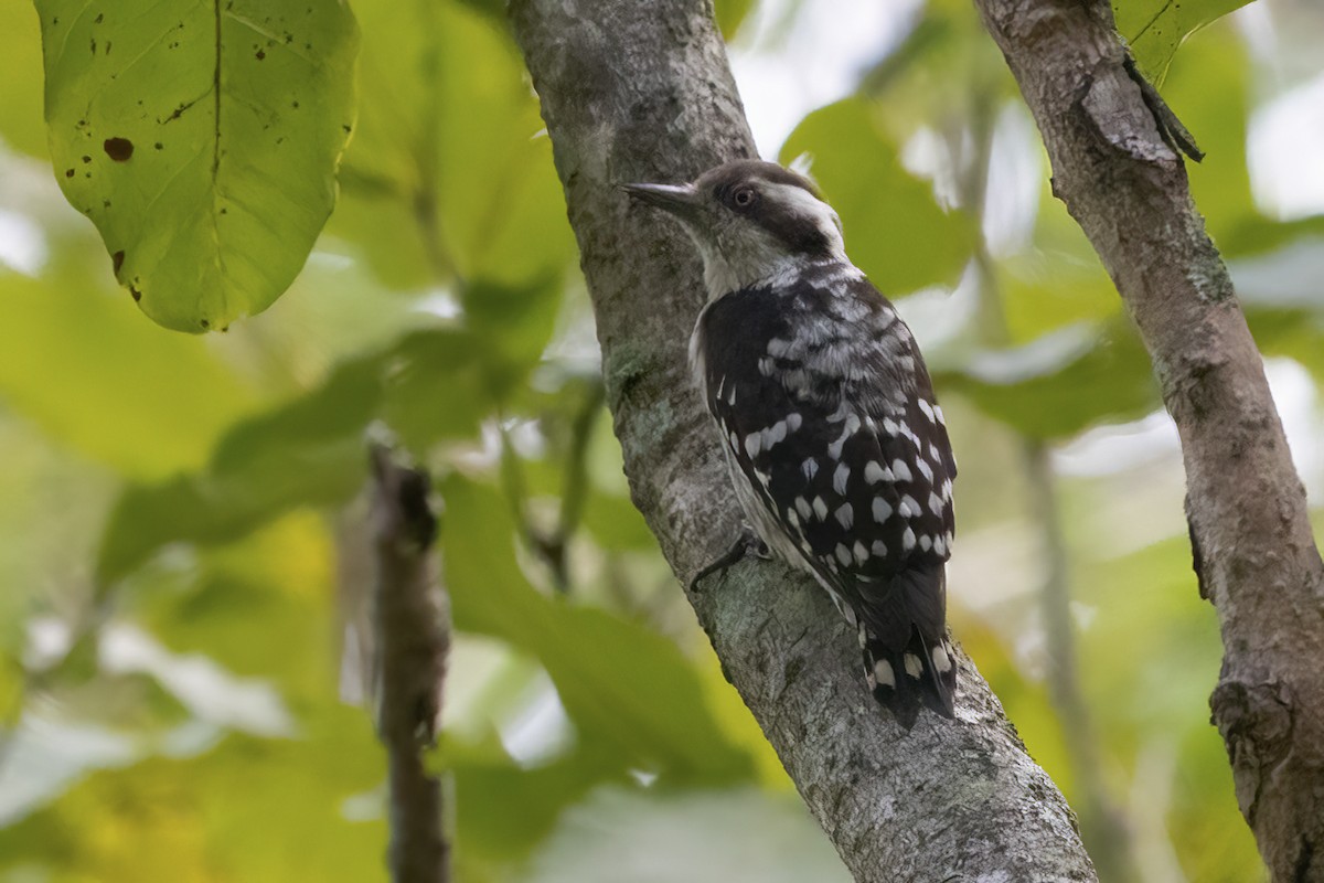 Brown-capped Pygmy Woodpecker - ML609964955