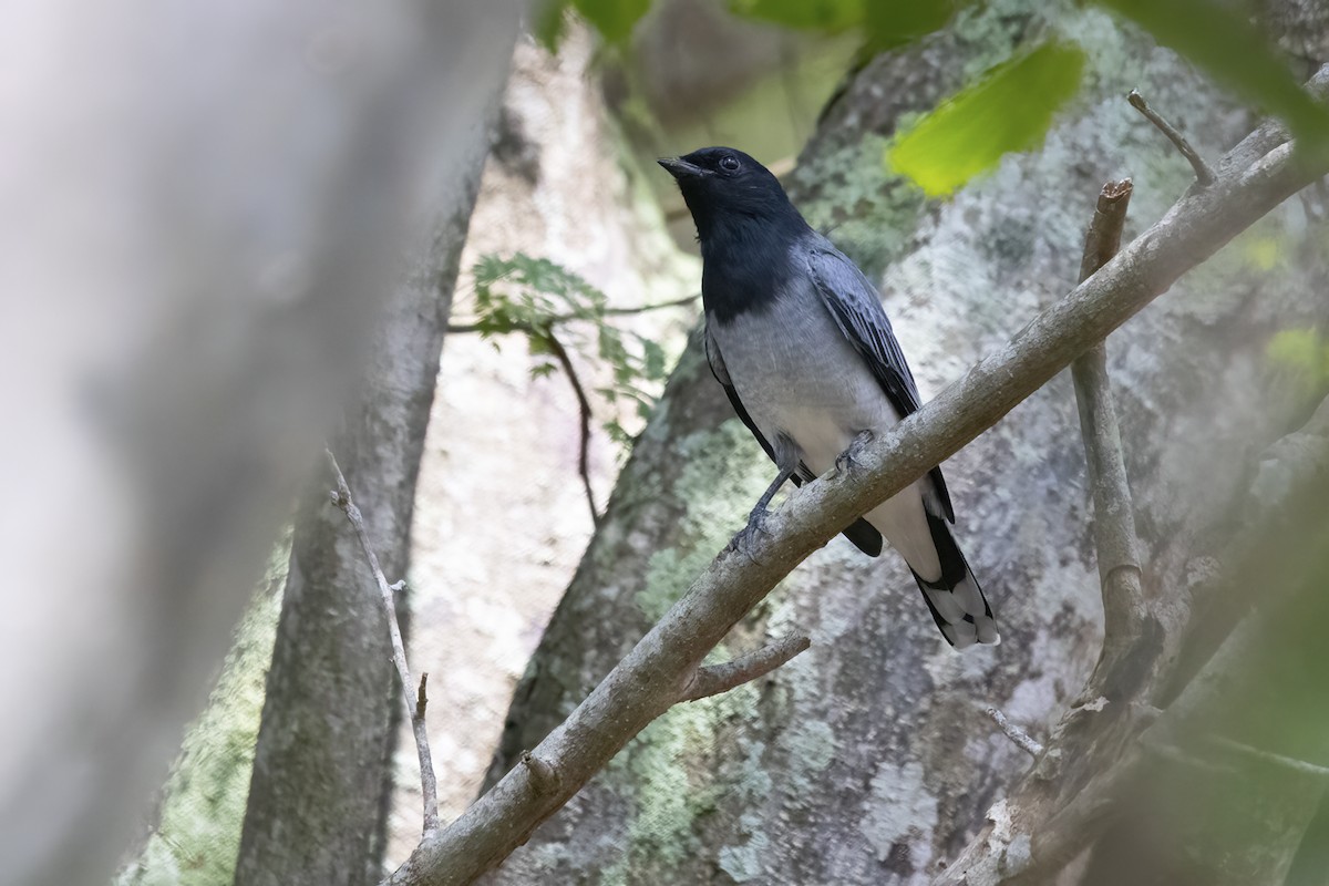 Black-headed Cuckooshrike - ML609964964