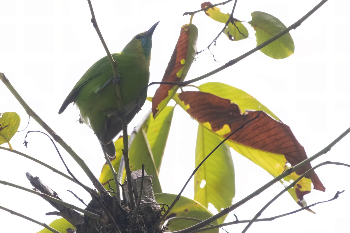 Jerdon's Leafbird - Ravi Jesudas