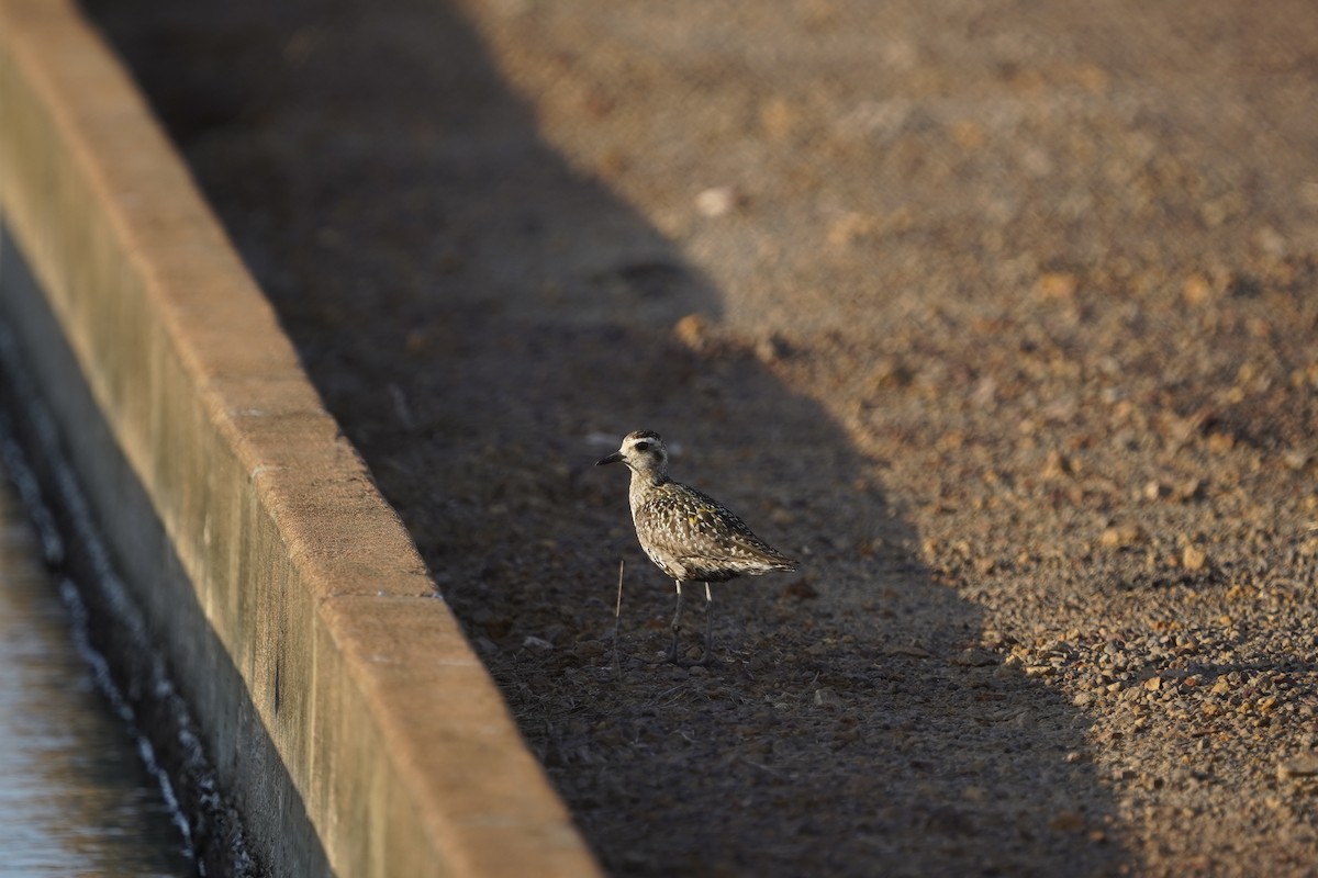 Pacific Golden-Plover - ML609965018