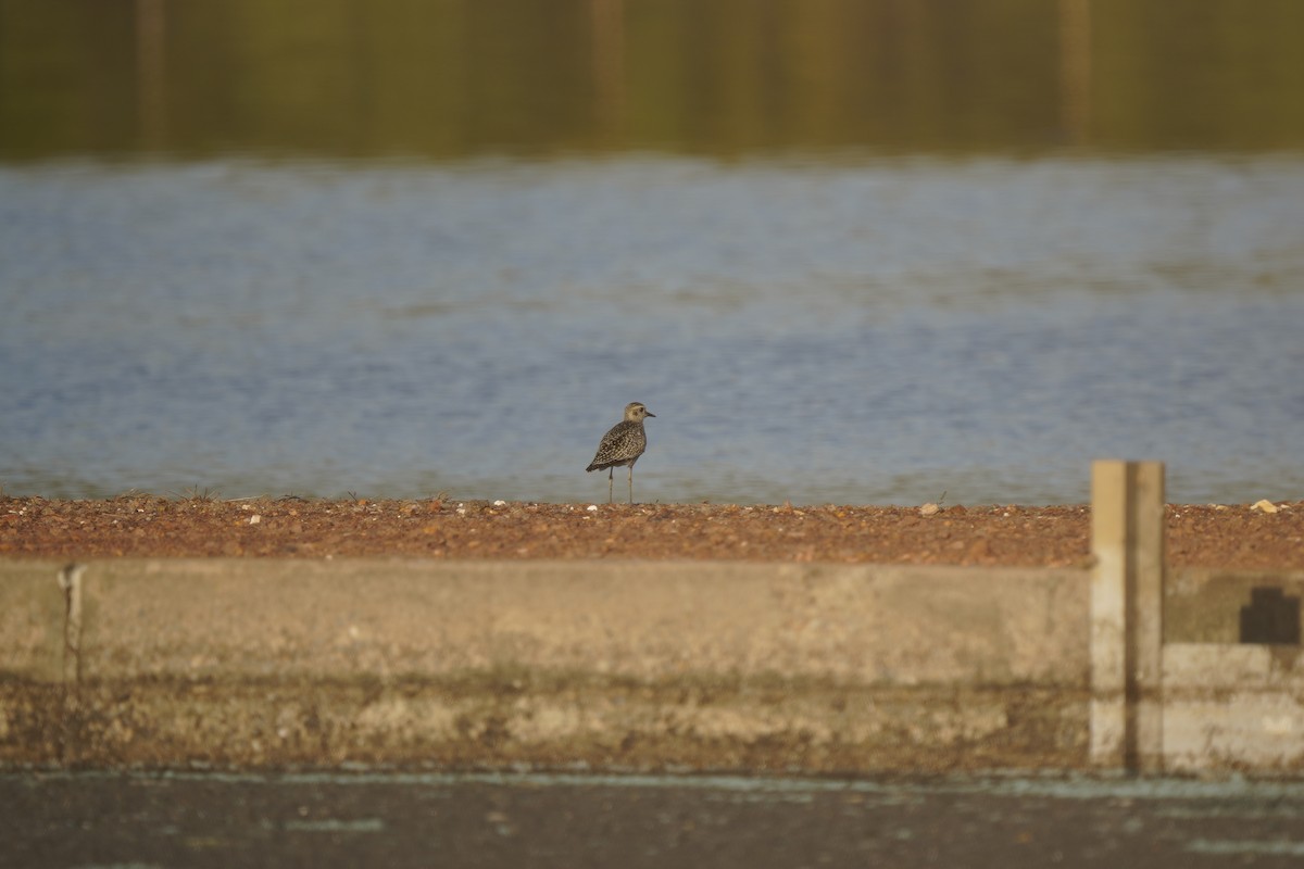 Pacific Golden-Plover - ML609965019