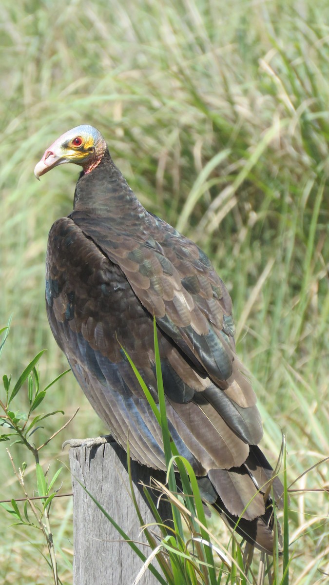 Lesser Yellow-headed Vulture - Anonymous