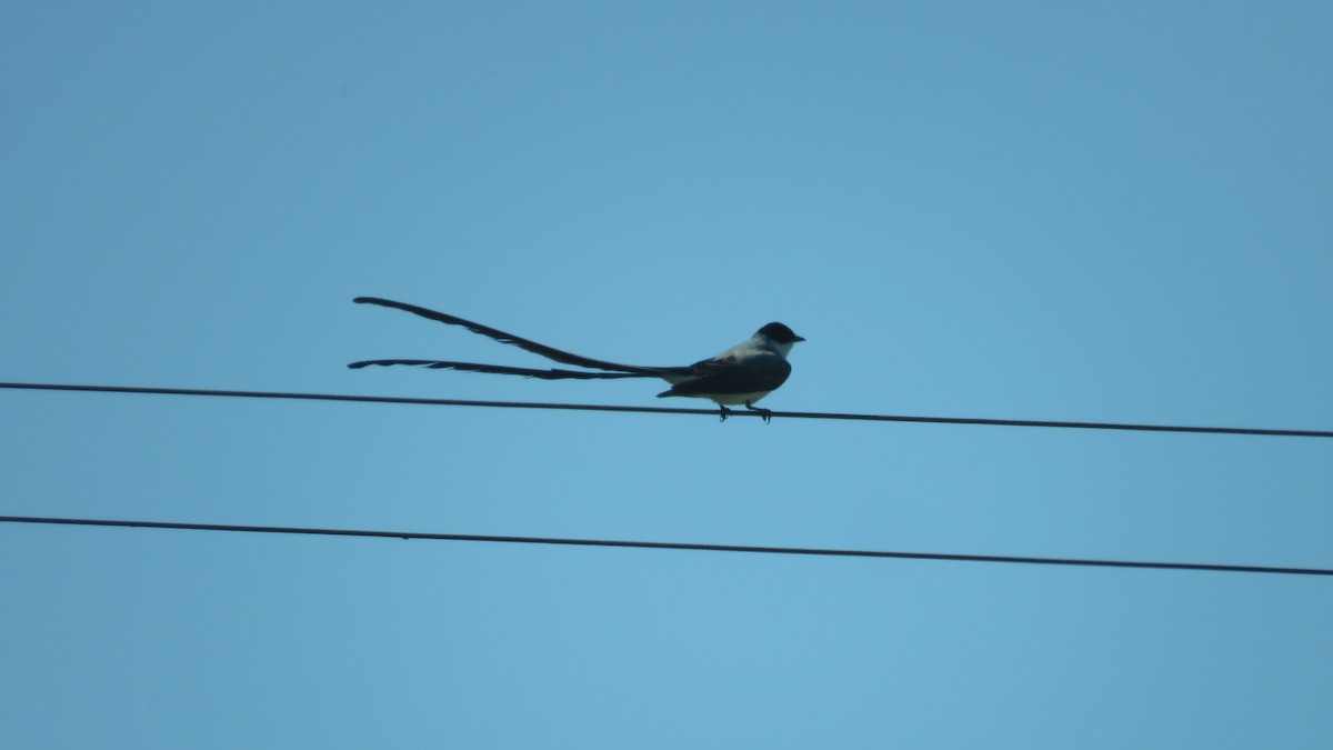 Fork-tailed Flycatcher - ML609965061