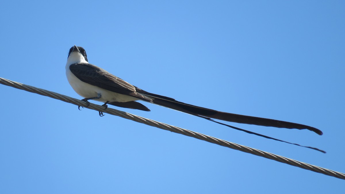 Fork-tailed Flycatcher - Anonymous