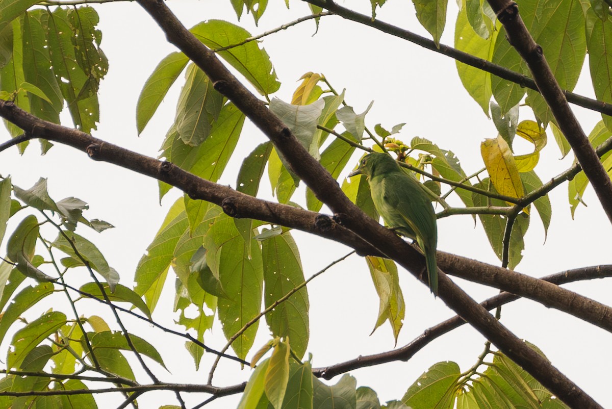 Philippine Leafbird - ML609965108