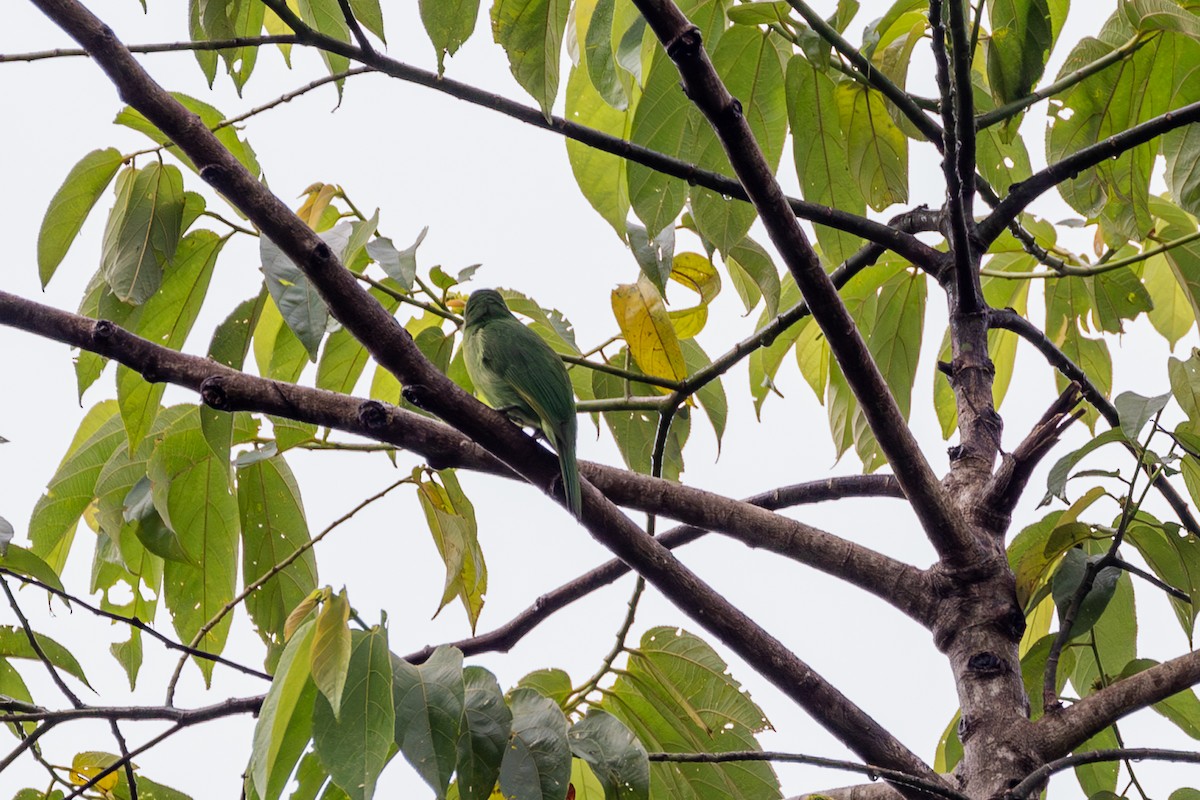 Philippine Leafbird - ML609965111