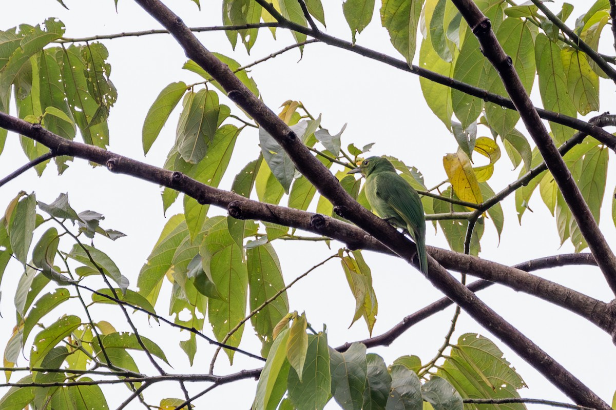 Verdin à ailes jaunes - ML609965112