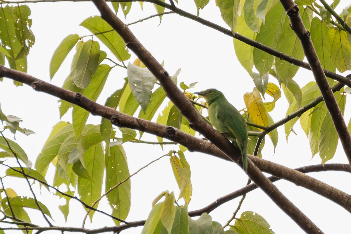 Philippine Leafbird - ML609965113