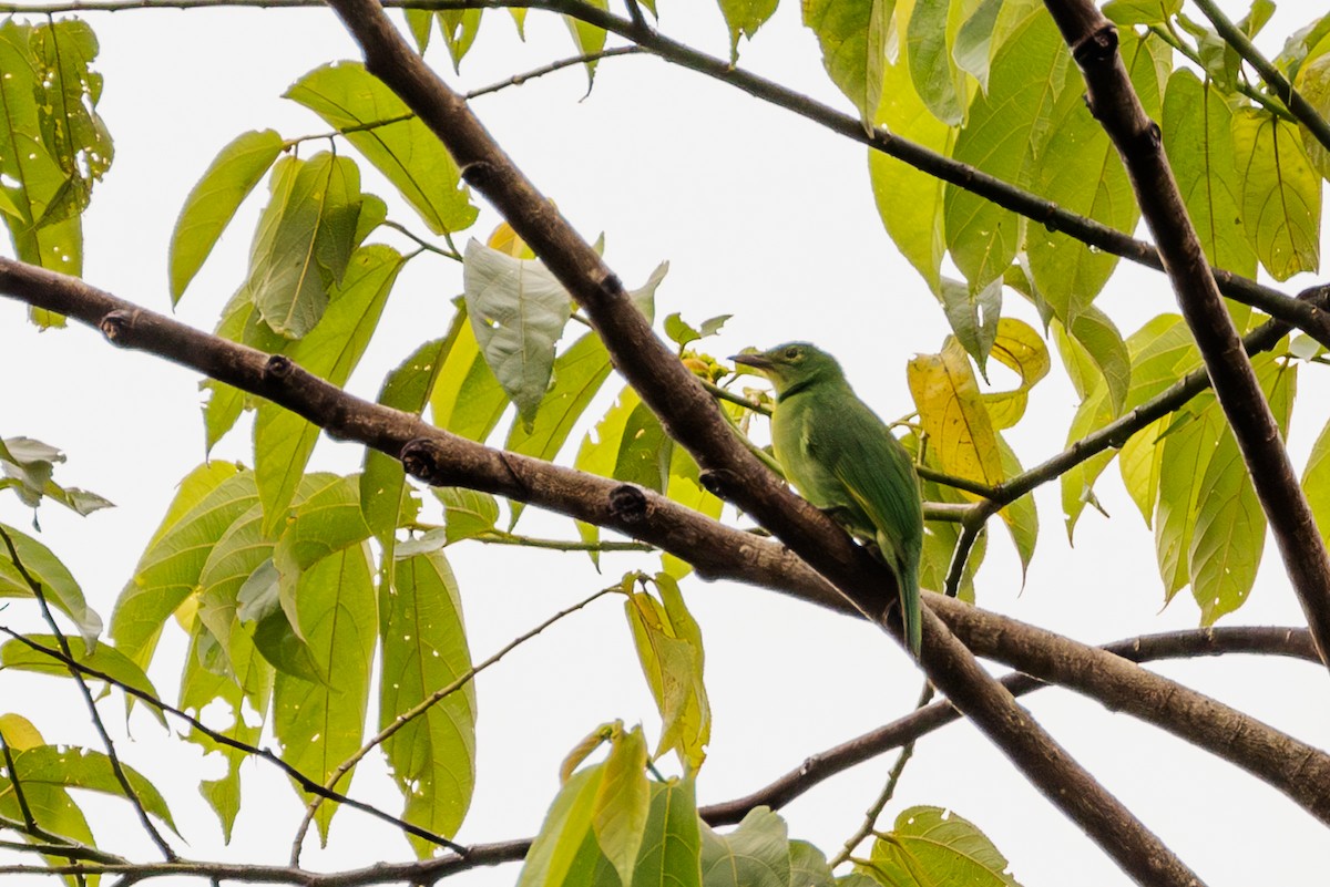 Verdin à ailes jaunes - ML609965117