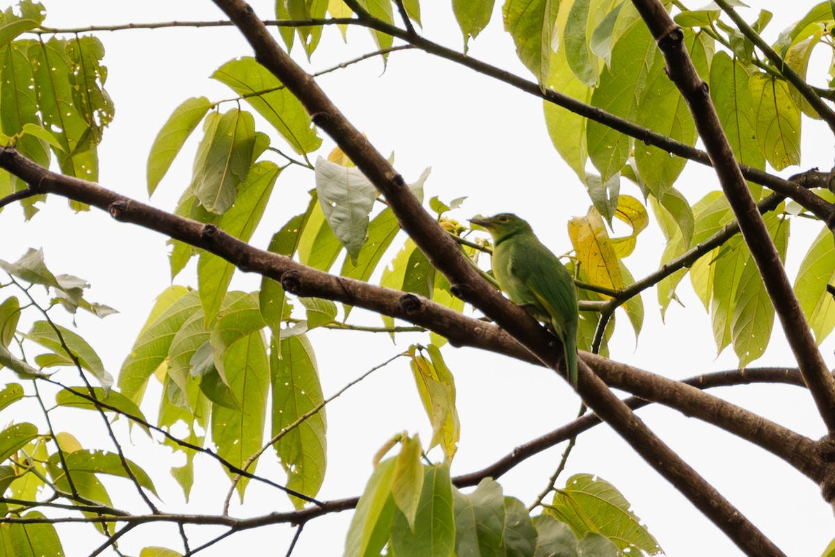 Verdin à ailes jaunes - ML609965118