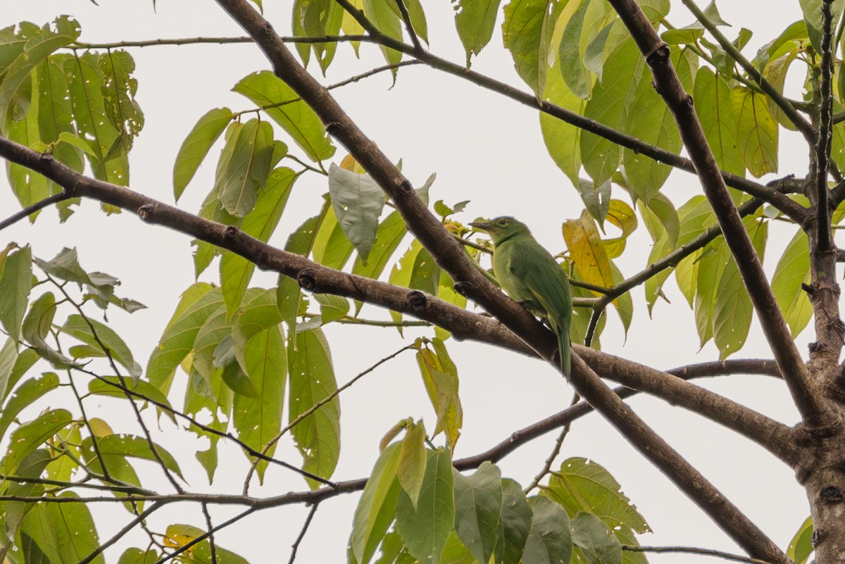 Philippine Leafbird - ML609965119