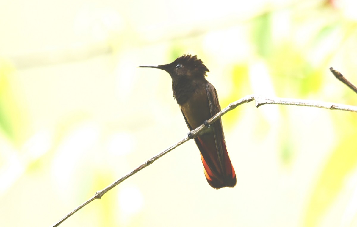 kolibřík červenohlavý - ML609965125