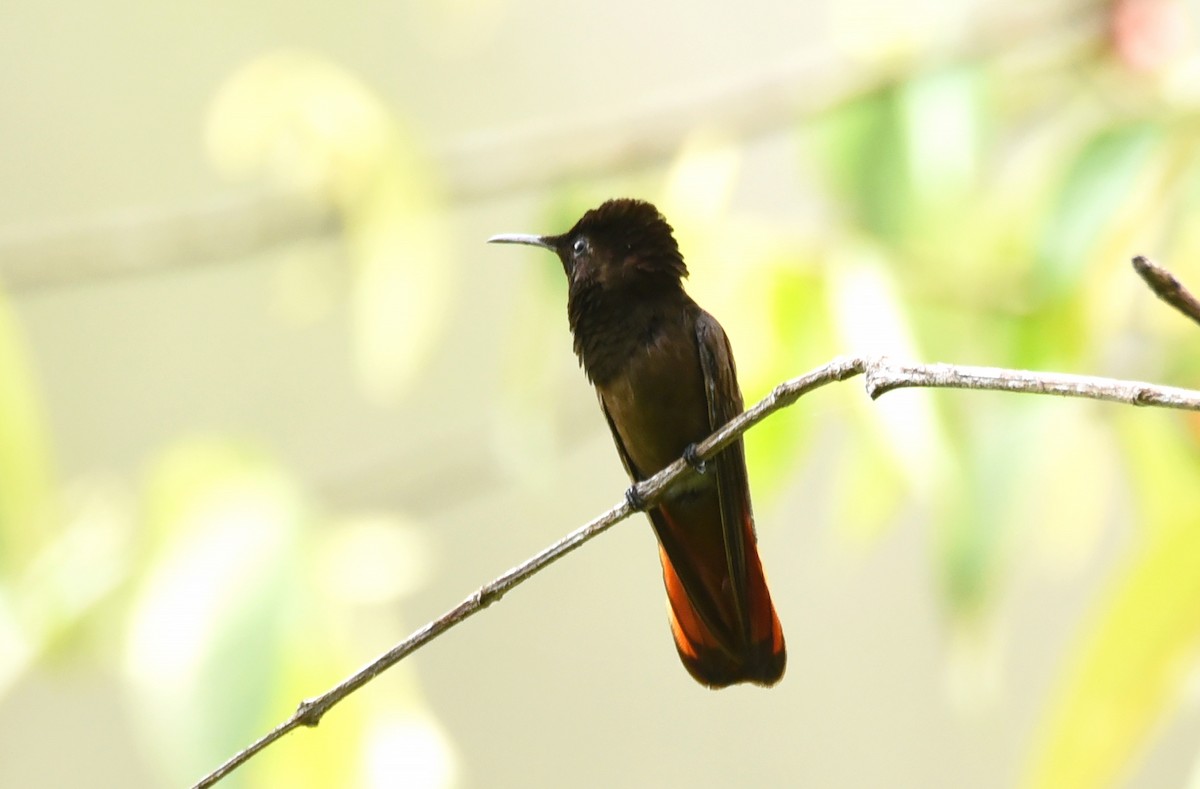 kolibřík červenohlavý - ML609965126