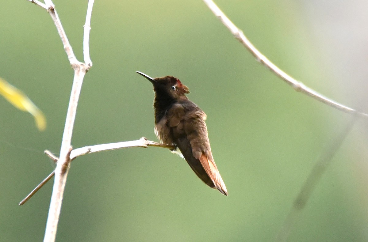 kolibřík červenohlavý - ML609965128