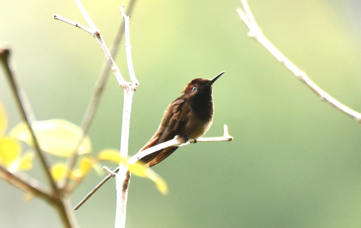 kolibřík červenohlavý - ML609965129