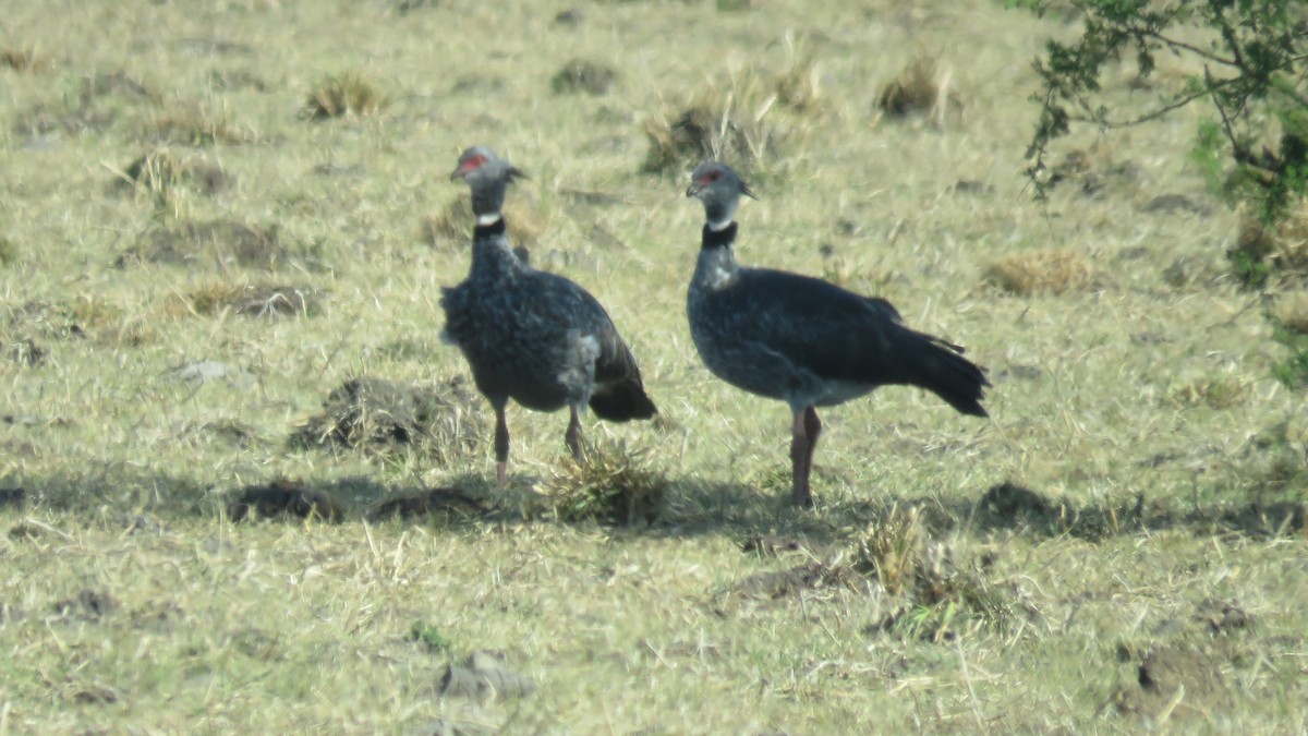 Southern Screamer - Anonymous