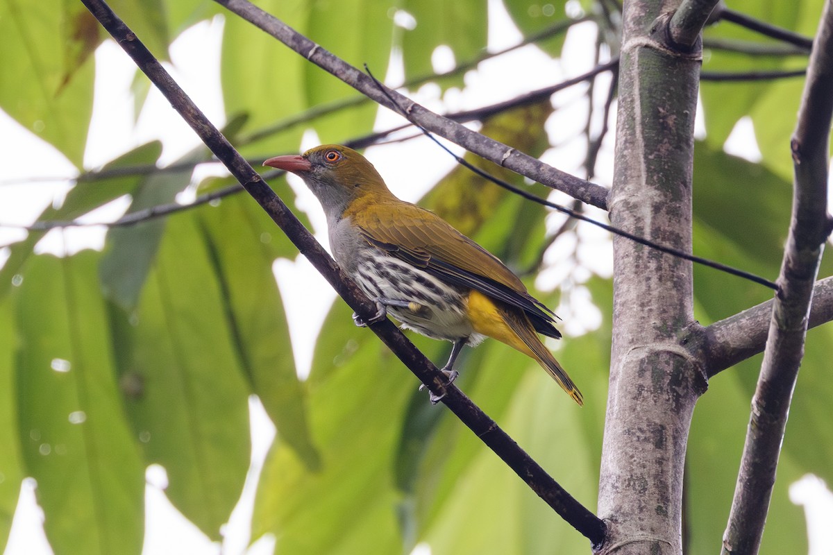 Philippine Oriole - ML609965153