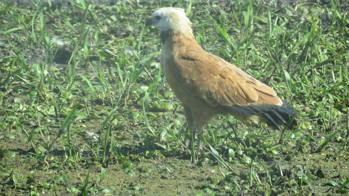 Black-collared Hawk - ML609965162