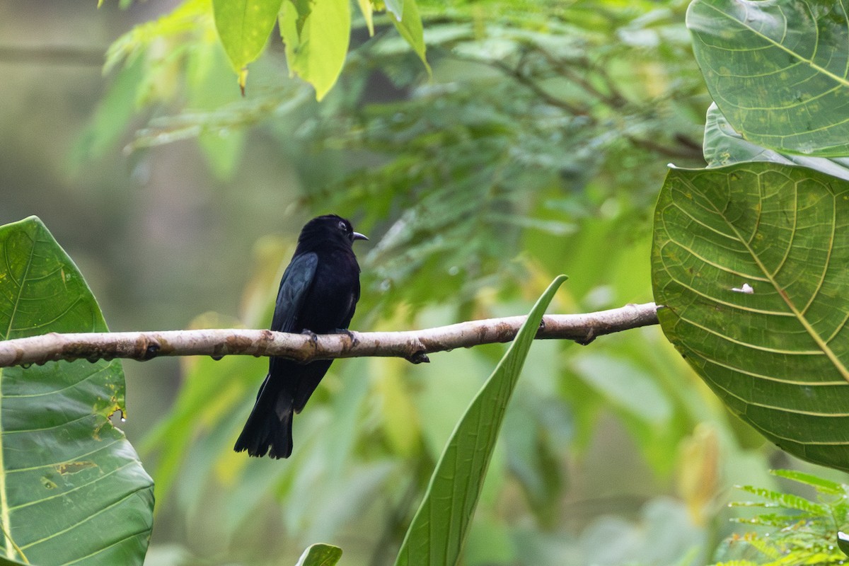 Philippine Drongo-Cuckoo - ML609965173