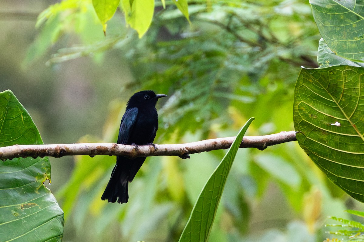 Philippine Drongo-Cuckoo - ML609965174