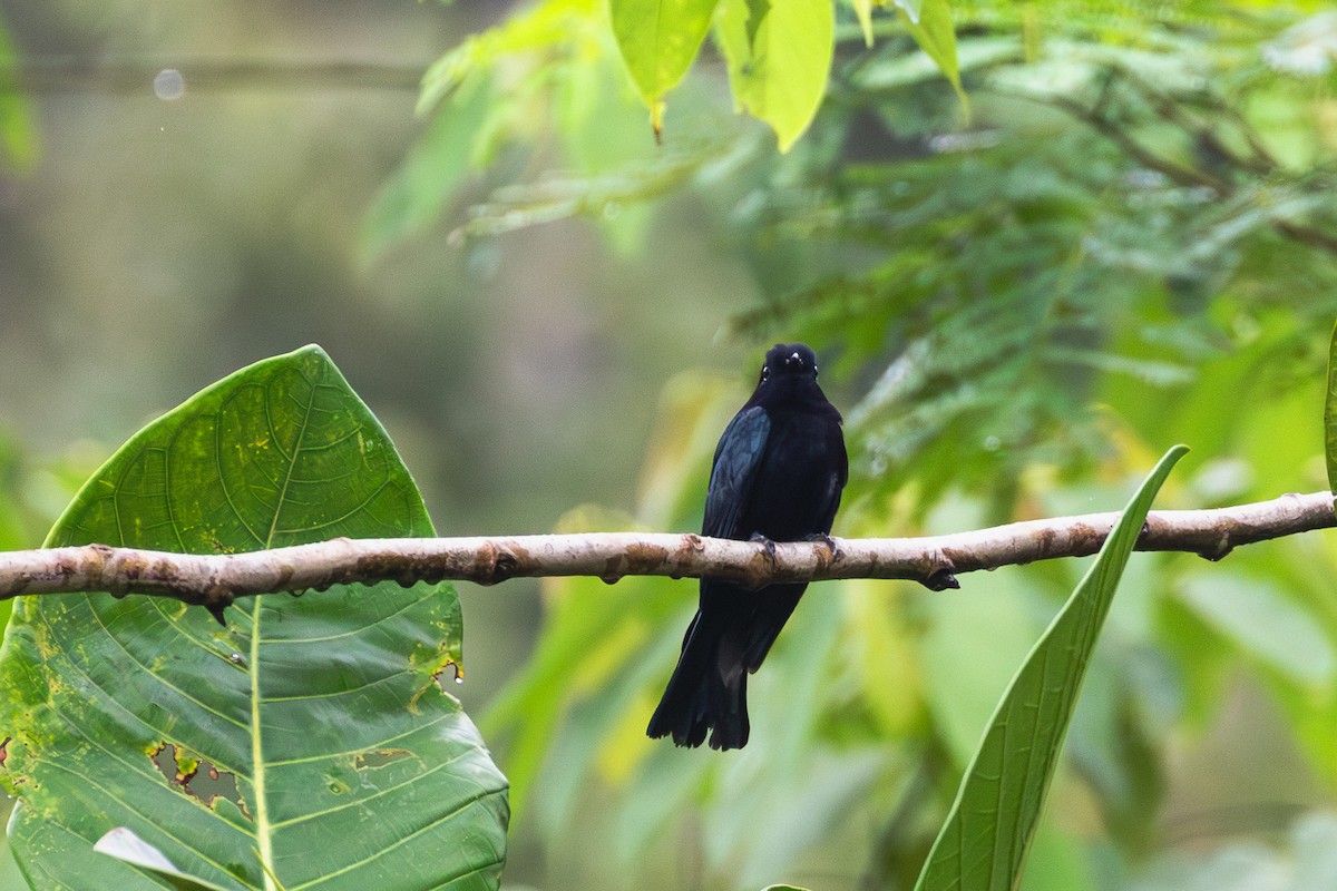 Cuclillo Drongo Filipino - ML609965175