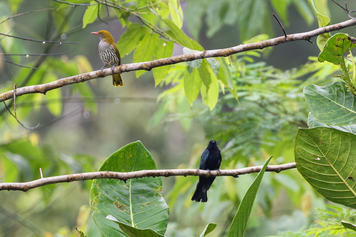 Cuclillo Drongo Filipino - ML609965176