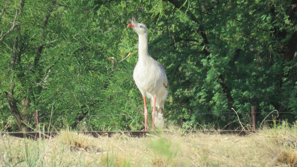 Red-legged Seriema - ML609965217