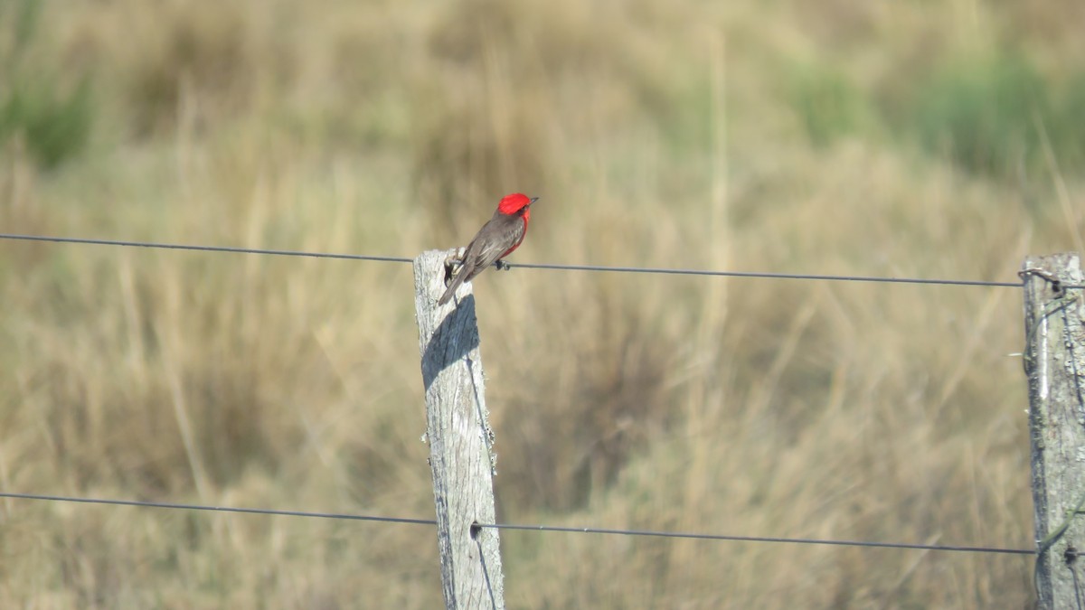 Vermilion Flycatcher - ML609965228