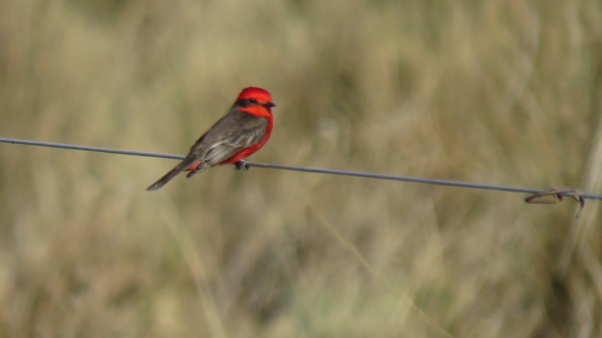 Vermilion Flycatcher - Anonymous