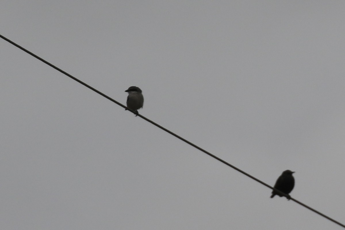 Loggerhead Shrike - Colin Dobson