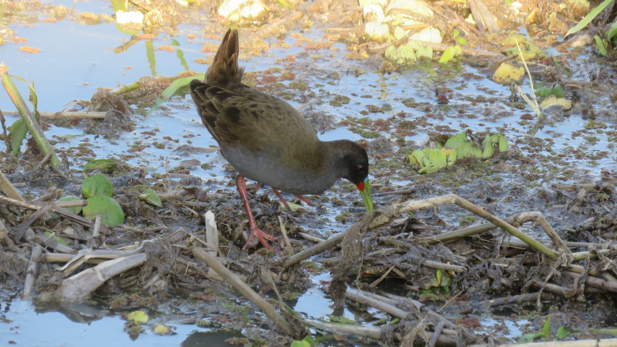 Plumbeous Rail - ML609965365