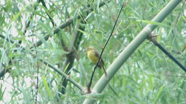 Yellow Tyrannulet - ML609965372