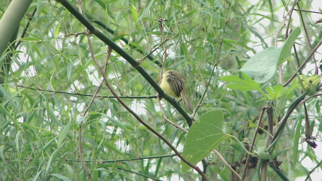 Mosquerito Amarillo - ML609965375