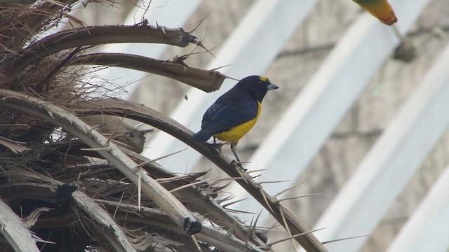 Purple-throated Euphonia - ML609965443