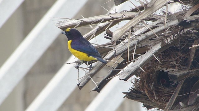 Purple-throated Euphonia - ML609965452