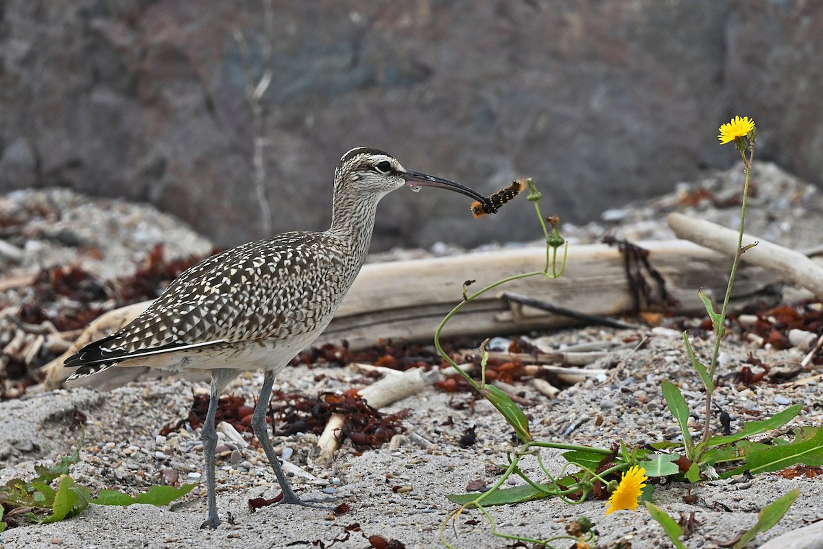 Whimbrel - ML609965480