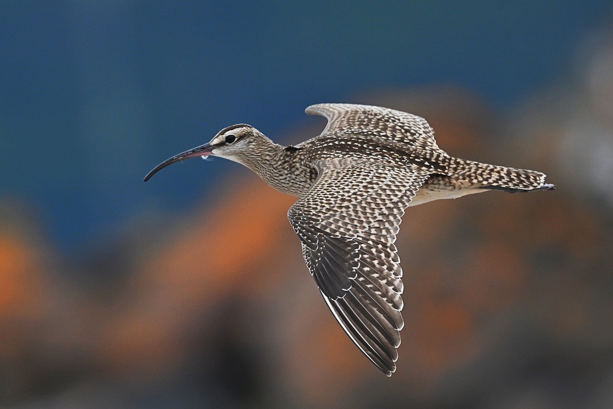 Whimbrel - André Lanouette